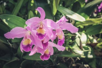 Picture of  orchid flowers blooming in the garden