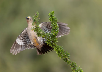 Female Golden-fronted Woodpecker