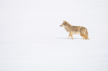 Fototapeta premium Coyote in the wild