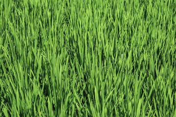 Green rice field