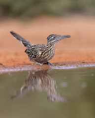 Greater Roadrunner drinking 