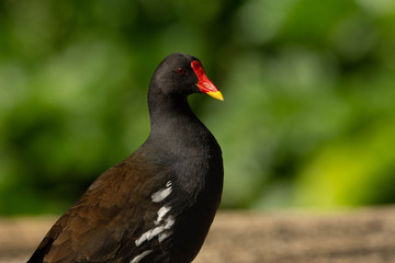 Gallineta