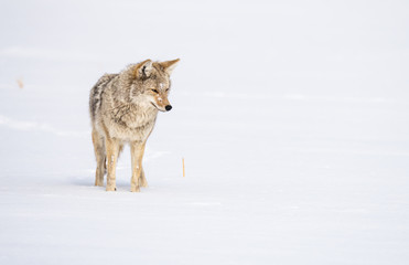 Coyote in the wild
