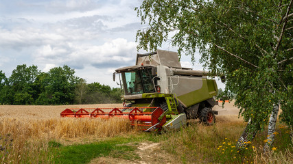 Fototapeta premium Modern harvester at work in field during gold wheat harvesting season on sunny day. Harvesting machine harvesting seeds of grain crops leaves from behind trees. Side view closeup. Banner for web site