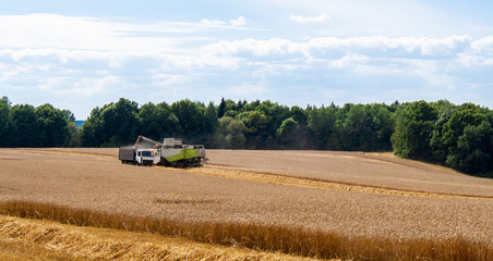 Fototapeta premium Collecting wheat grain with modern harvester unloading seeds into truck trailer in distance. Harvesting grain crops with combine harvester on field against background of tree and blue sky with clouds