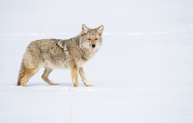 Fototapeta premium Coyote in the wild