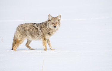 Fototapeta premium Coyote in the wild
