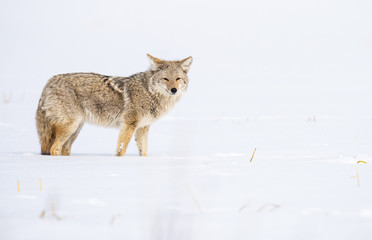 Coyote in the wild