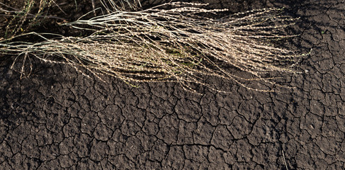 Drought. Dried cracked soil and dry arugula bush with seeds. Banner, place for text
