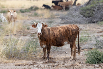 Cow in Texas pasture