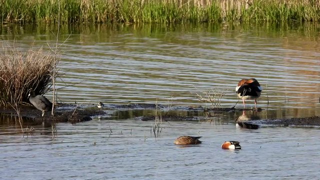 L&ouml;ffelente, Nilgans, Bl&auml;&szlig;huhn, Flu&szlig;regenpfeifer  am Jungferweiher Ulmen in der Eifel