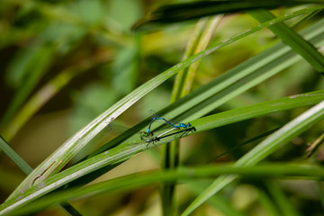 Libelle