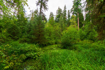 Fototapeta na wymiar Hoh Rain Forest in Olympic National Park