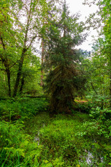 Hoh Rain Forest in Olympic National Park