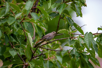 Rotschwänzchen Hausrotschwanz