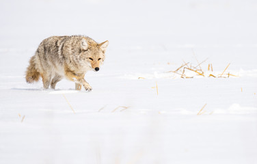 Coyote in the wild