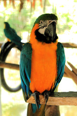 macaw, parrot. Fauna and animals of Iquitos, Peru Amazon jungle.