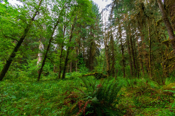 Fototapeta premium Ferns and tall trees in the Hoh Rain Forest in Olympic National Park