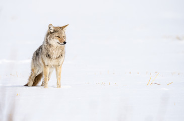 Obraz premium Coyote in the wild