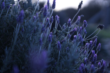 Lavender and its calming properties