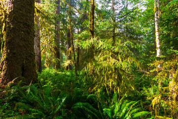 Moss hangs from trees in the Hoh Rain Forest in Olympic National Park