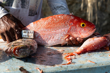 Karibik, ein Fischer entschuppt seinen frischen Fang.