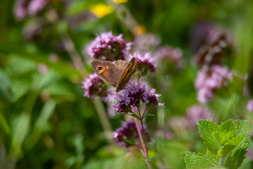 schmetterling ochsenauge