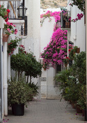 Narrow cobbled street with white houses and flower