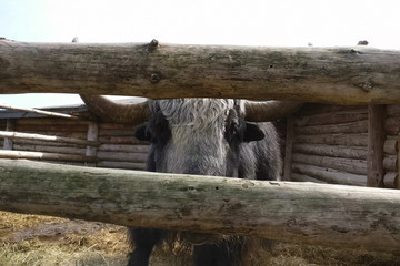 Bison and yaks in the paddock on farm. Domesticated bison.