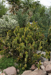 Landscaping. View of the park growing yellow Opuntia microdasys, also known as Angel's Wings, and Cylindropuntia tunicata, also known as Sheathed Cholla. Beautiful foliage texture and colors.