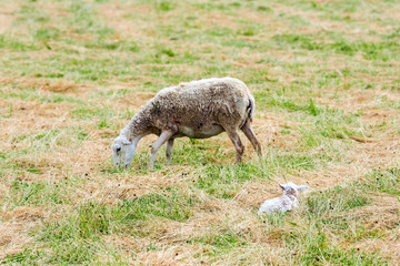 Naklejka na ściany i meble Sheep with lamb in the autumn pasture