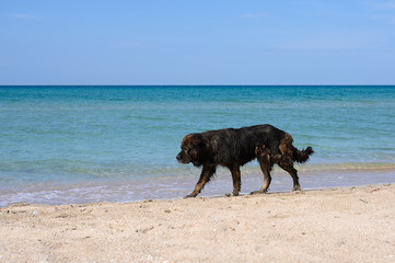 Fototapeta na wymiar A stray dog ​​walks along the seashore. A Tibetan Mastiff is walking along the beach.