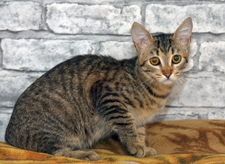 tabby european shorthair kitten with sad face