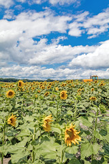Sunny sunflowers and corn field blue cloudy sky portrait
