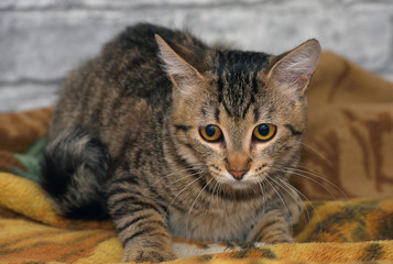 tabby european shorthair kitten with sad face