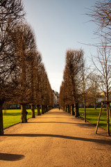 Fototapeta premium Canopy of trees in Copenhagen
