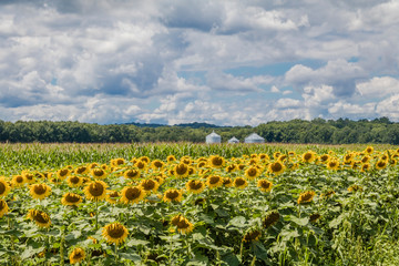 Fototapeta na wymiar Sunny sunflowers and corn field blue cloudy sky