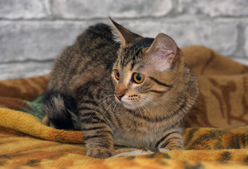 tabby european shorthair kitten with sad face