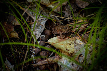 toad hiding in some leafs