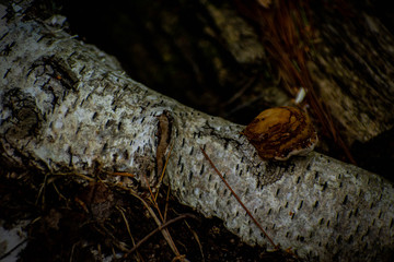 mushroom on a branch