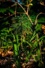 tiny tree growing from leaves
