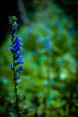 Obraz na płótnie Canvas blue flowers growing in a forest