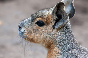 Naklejka premium Pampashase