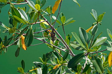 Bagworm moth cocoon (Psychidae) hanging on the tree branch