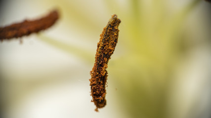 Stamen Anther of a White Lily