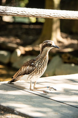 埼玉県越谷市キャンベルタウン野鳥の森　オーストラリアイシチドリ