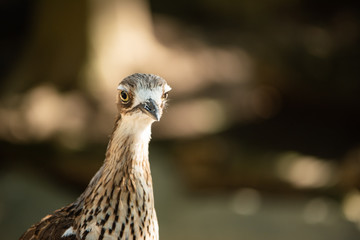 埼玉県越谷市キャンベルタウン野鳥の森　オーストラリアイシチドリ