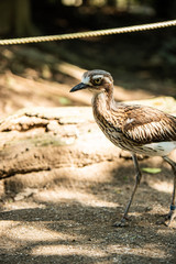埼玉県越谷市キャンベルタウン野鳥の森　オーストラリアイシチドリ