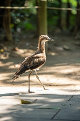 埼玉県越谷市キャンベルタウン野鳥の森　オーストラリアイシチドリ