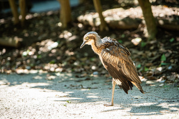 埼玉県越谷市キャンベルタウン野鳥の森　オーストラリアイシチドリ
